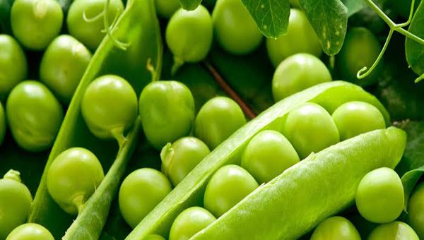 Broad Beans