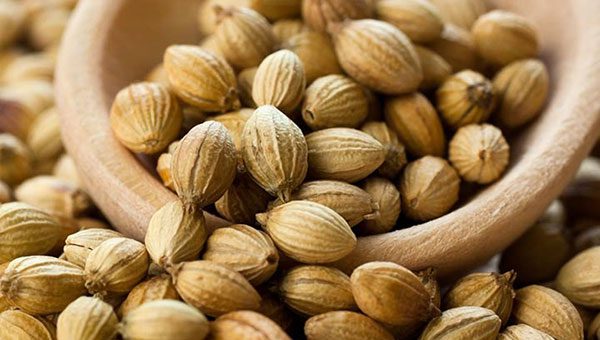 Coriander Seeds